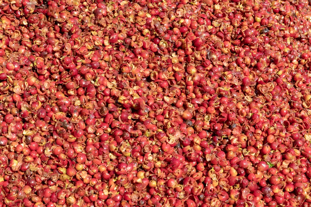 Ripe arabica cherries drying after picking