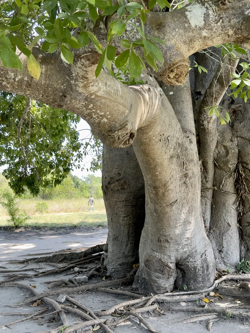 A baobab said to be five hundred years old, at the Kaole ruins