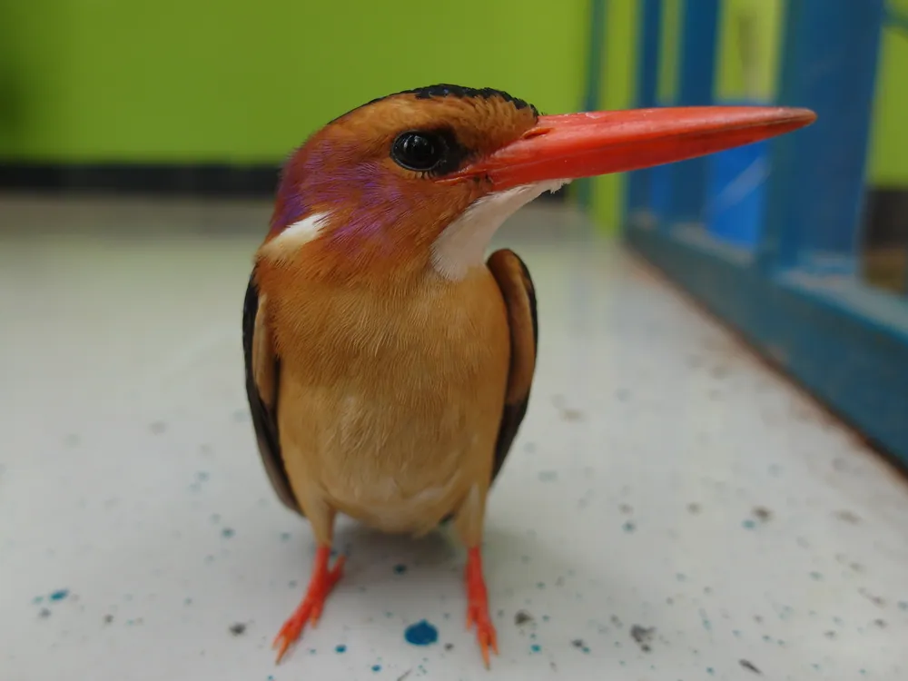 A malachite kingfisher photographed in Geita Region