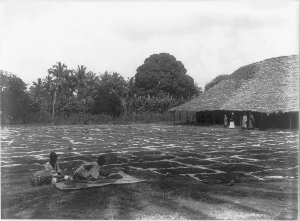 Cloves drying at Zanzibar, photographed by Coutinho & Sons between 1890 and 1923.