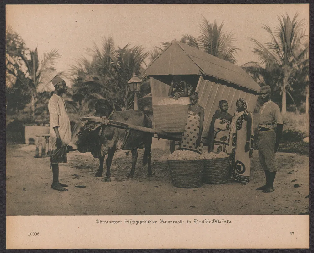 Freshly picked cotton being carted away in German East Africa.