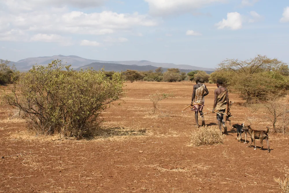 Two Hadza men walking home through dry bush with bows and the day's catch, followed by two dogs