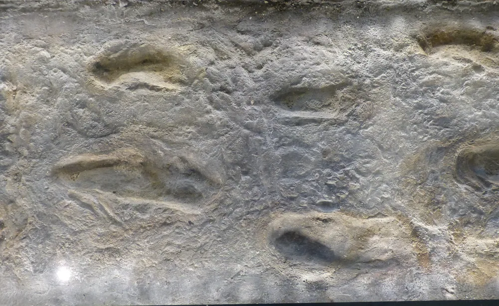 Casts of the Laetoli footprints on display at the Natural History Museum in Vienna