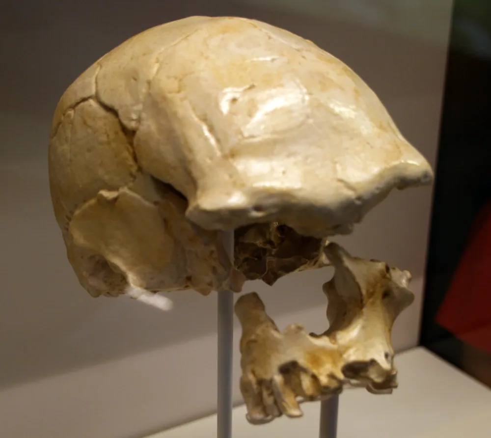 A replica of the Ngaloba skull, LH 18, an early Homo sapiens skull from Laetoli
