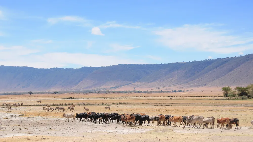 A long line of Maasai cattle crossing the floor of the Ngorongoro Crater below the crater wall