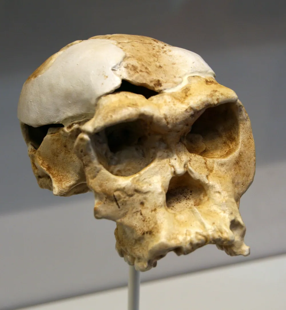 A replica of OH 24, a Homo habilis skull from Olduvai Gorge, about 1.8 million years old. The original is in the National Museum in Dar es Salaam.