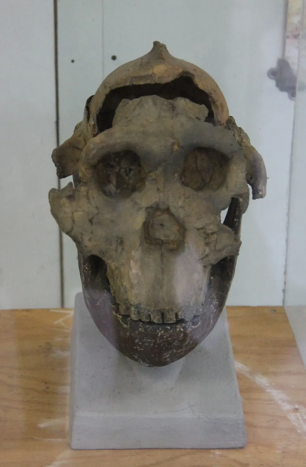 The Paranthropus boisei skull known as Nutcracker Man in a display case at the National Museum of Tanzania