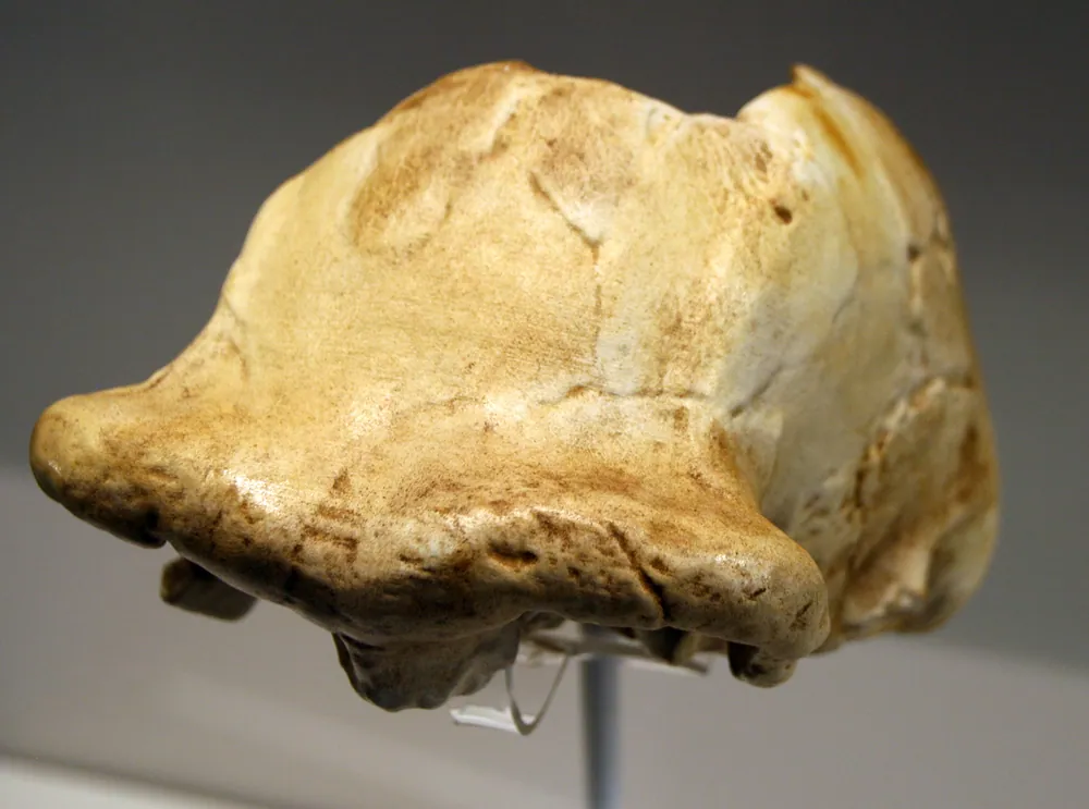 A replica of OH 9, the Homo erectus skull Louis Leakey found at Olduvai in 1960.