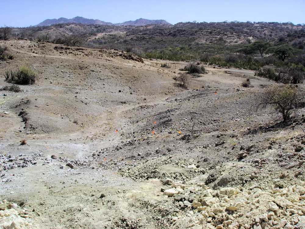 Coloured flags mark fossil sites in the layered walls of Olduvai Gorge.