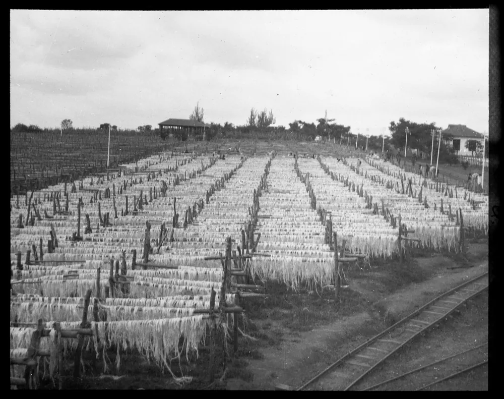 Sisal fibre drying on lines at Kidugallo, 1925.