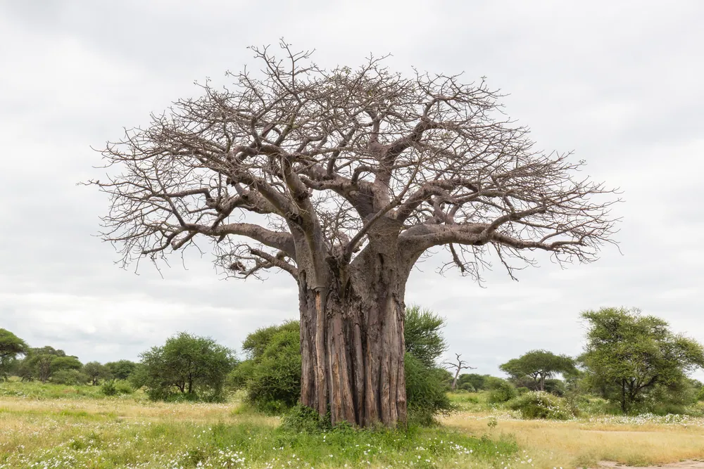 A mature baobab standing alone in dry bush country