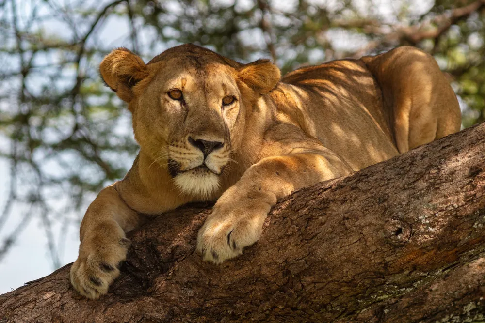 A lioness resting along the branch of a tree in the Serengeti