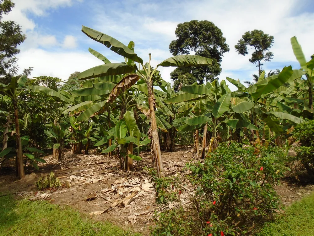 A kibanja — a Haya banana and coffee garden near Bukoba