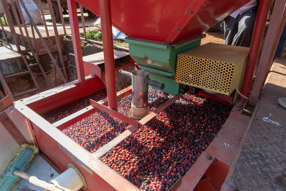 Coffee cherries being processed on a farm near Karatu