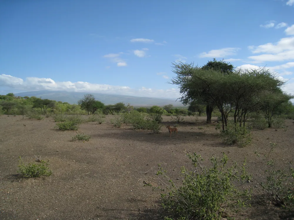 Dry acacia country towards Lake Eyasi, south-west of Karatu