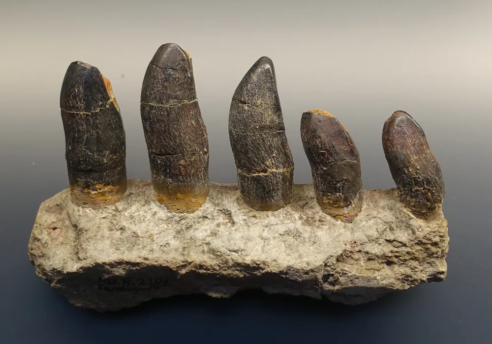 Sauropod teeth from Tendaguru in the Museum für Naturkunde, Berlin