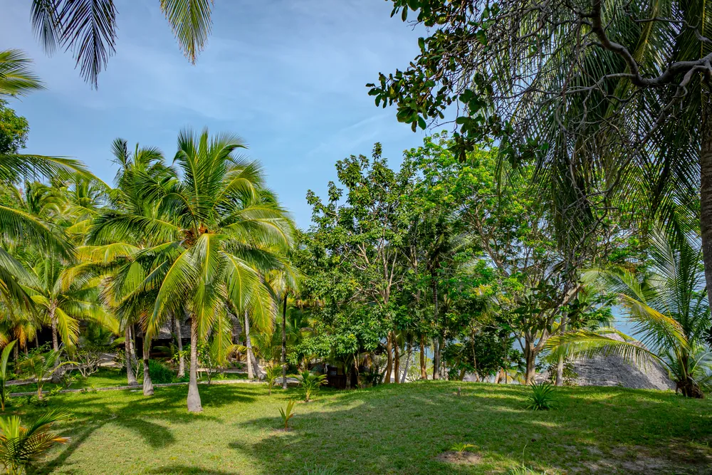 Palms and shoreline on Mafia Island