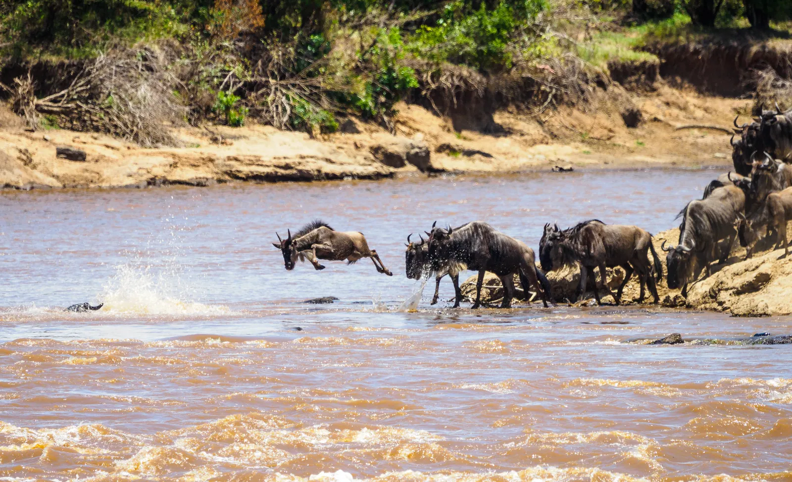 A wildebeest jumping into the Mara River during the migration