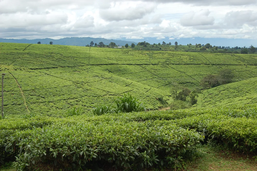 Tea estates at Tukuyu in the Rungwe highlands, Mbeya Region