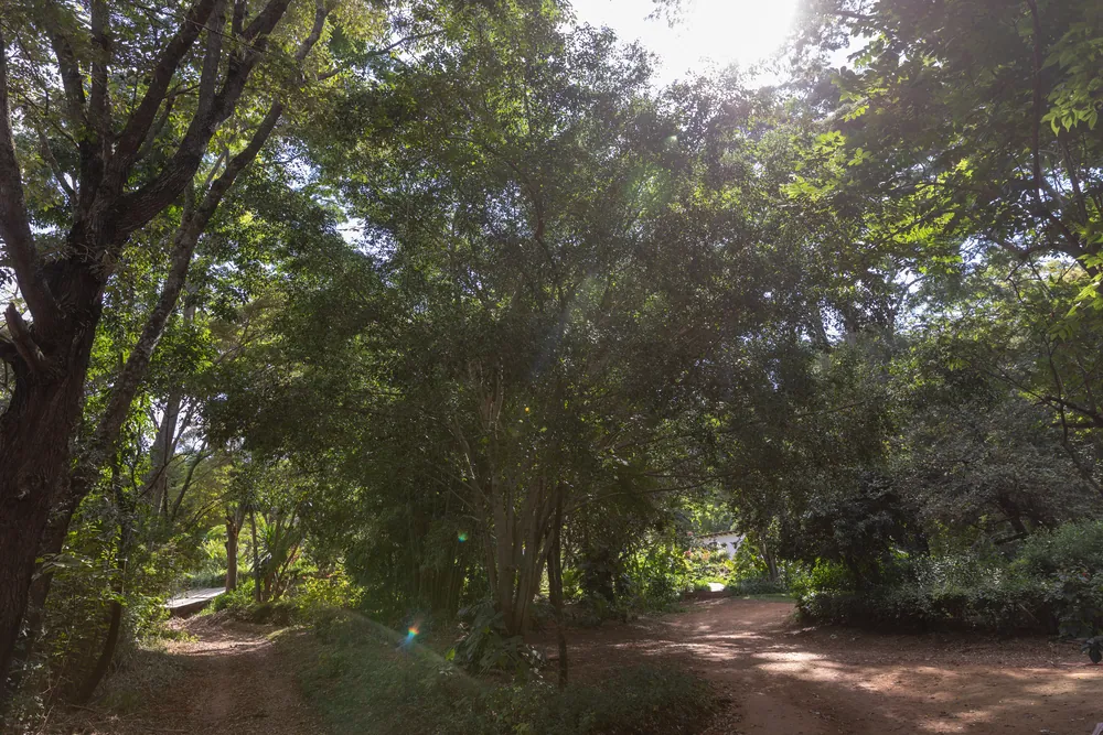 Shaded coffee smallholding on the slopes above Moshi