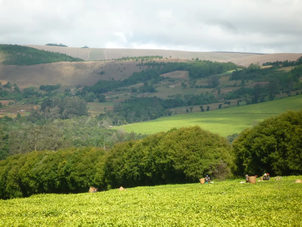 Tea fields in Ludewa District, Njombe Region