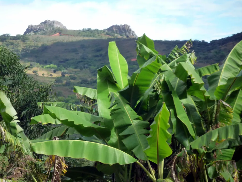 The hills at Liganga in Ludewa District, with banana plants in the foreground