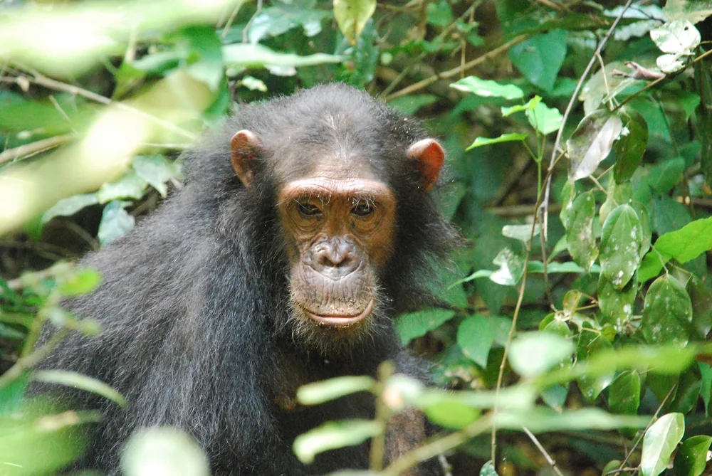 An eastern chimpanzee at Gombe