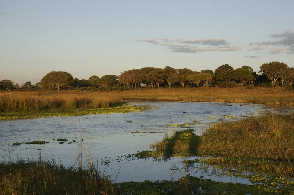 Floodplain and borassus palms at sunset in Katavi