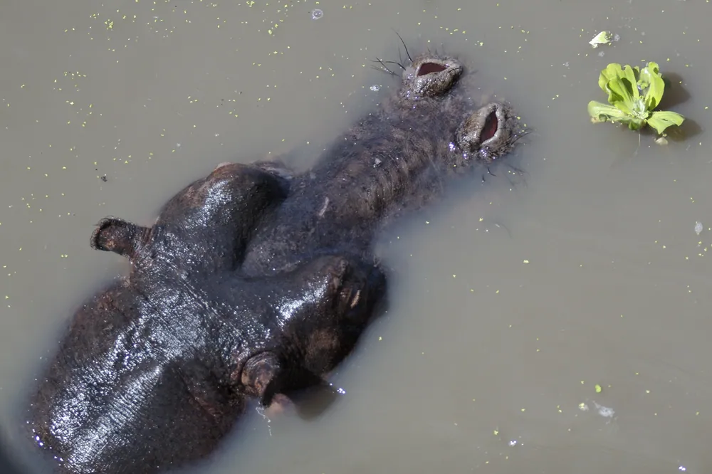 Hippos crowded into a shrinking pool, Katavi