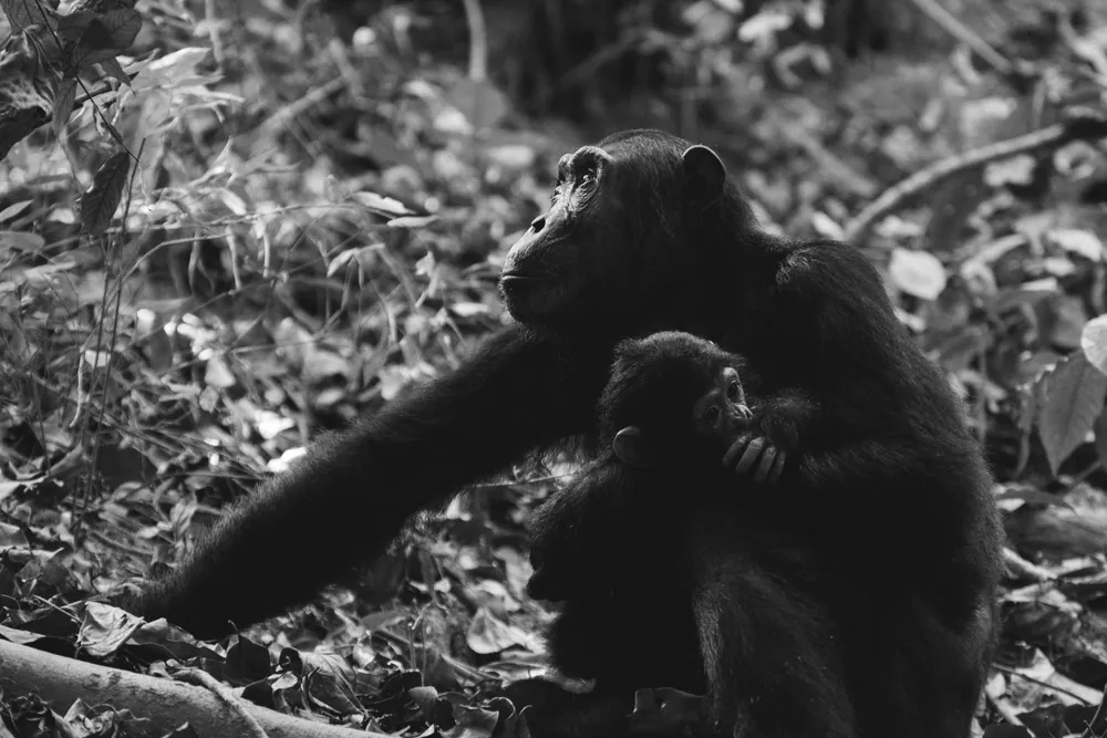 A chimpanzee mother and infant in the Mahale forest