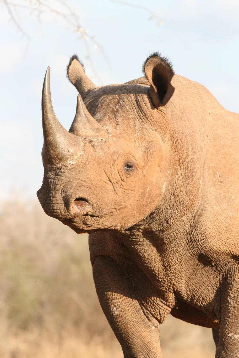 A black rhino in the sanctuary at Mkomazi