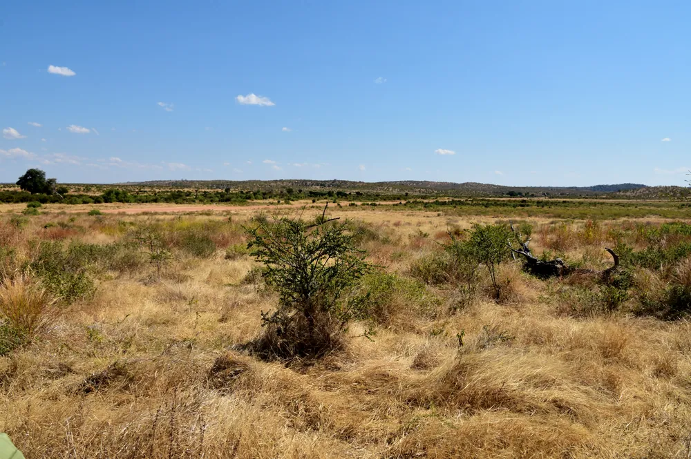 Dry bush and open grass in Ruaha National Park
