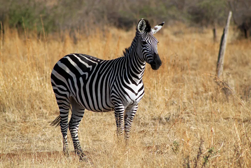 A plains zebra standing in dry grass, Ruaha