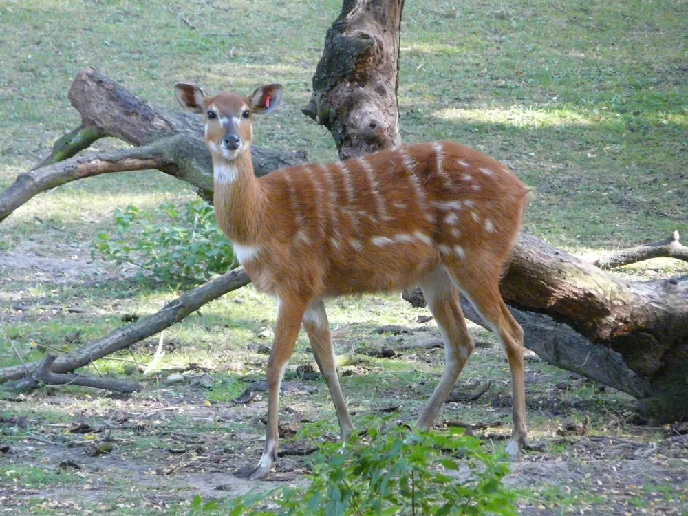A sitatunga in the forest on Rubondo Island