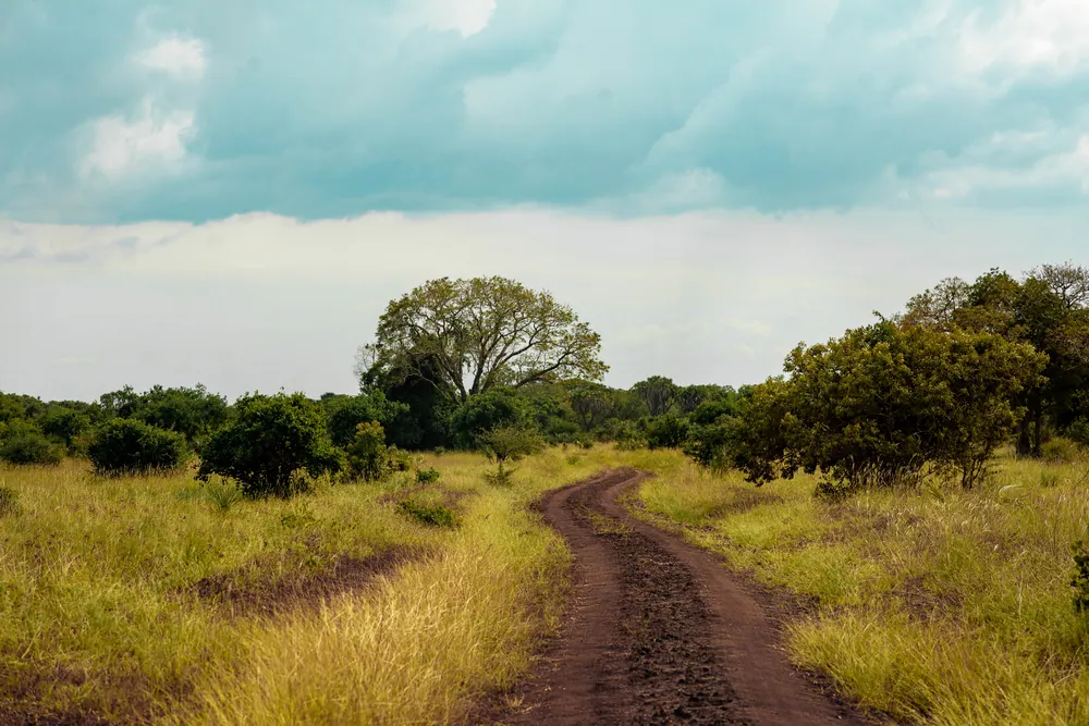 A sand track through coastal bush in Saadani