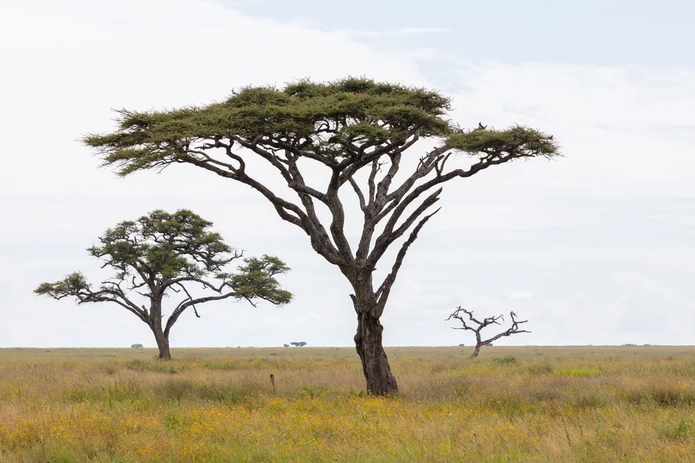 A flat-topped acacia on the open Serengeti plain