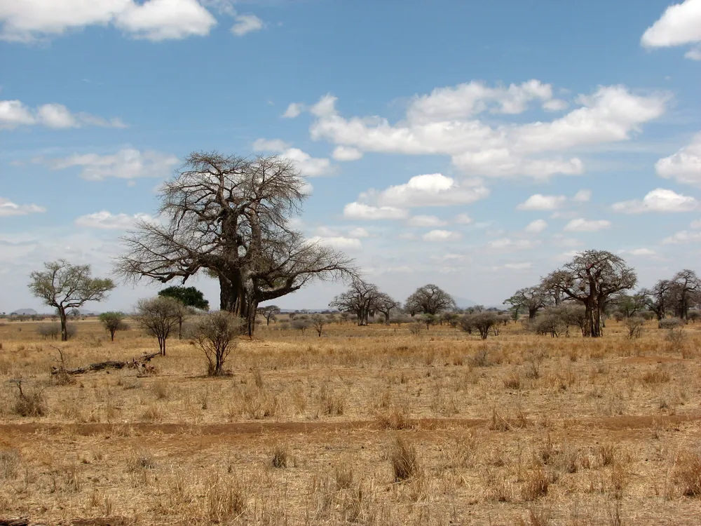 Baobab trees scattered across the dry grassland of Tarangire