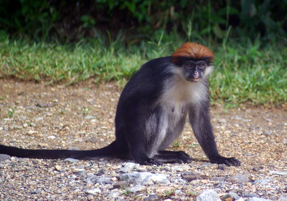 An Udzungwa red colobus, found nowhere else
