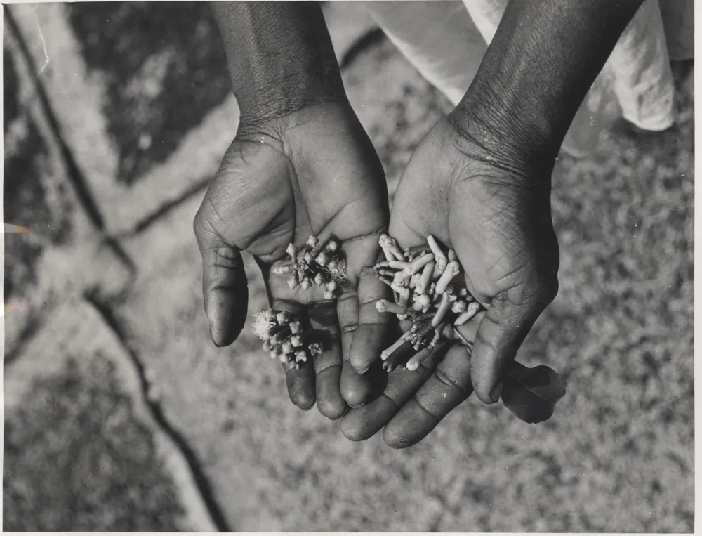 A handful of clove buds at harvest