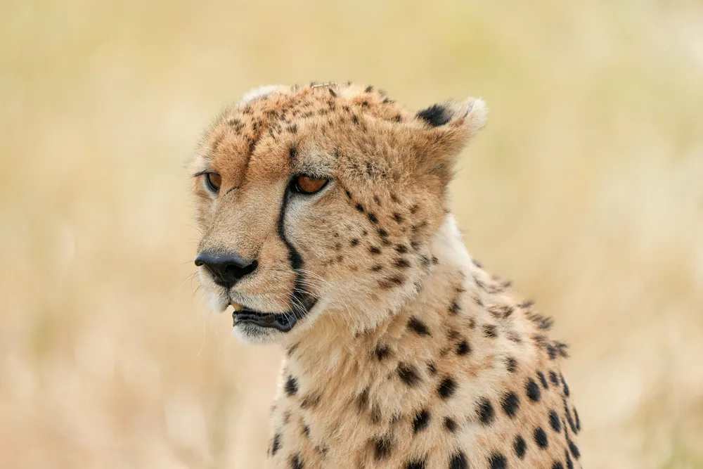 Close portrait of a cheetah in the Serengeti