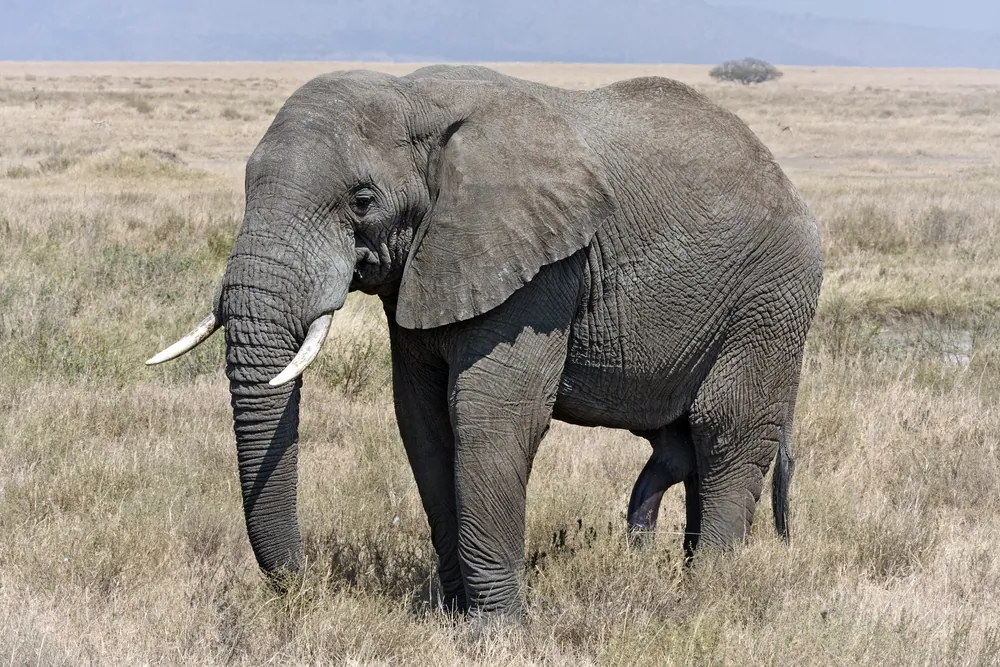 A bull elephant crossing dry grassland in the Serengeti