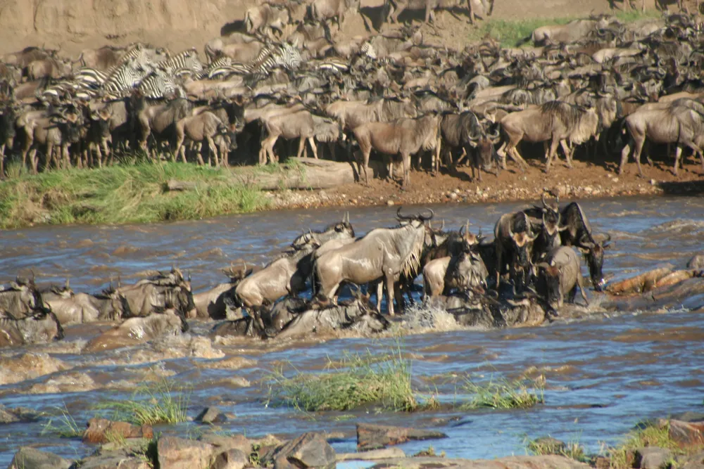 Wildebeest crossing a river during the annual migration