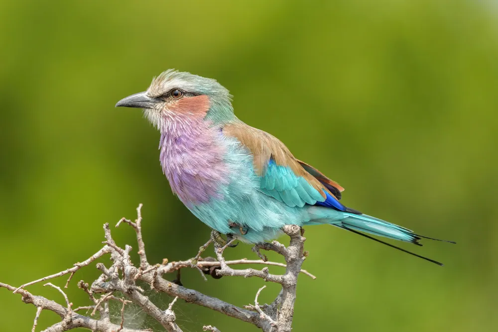 A lilac-breasted roller perched on a thorn branch