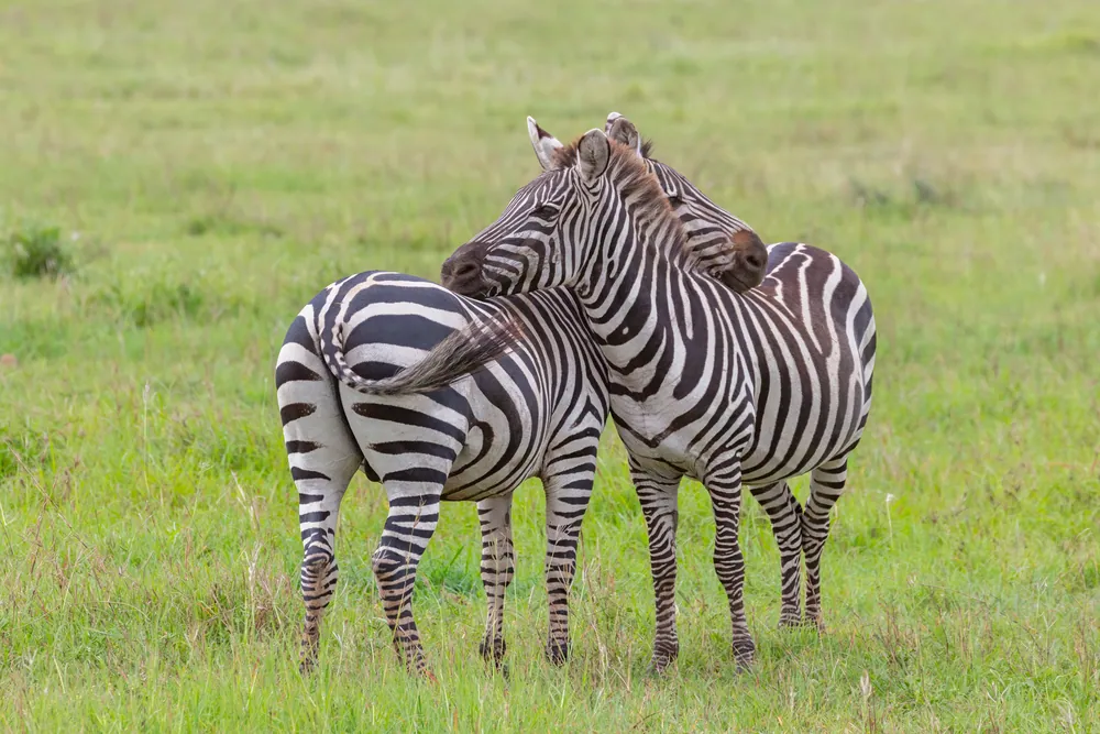 Two zebra standing together on green grassland