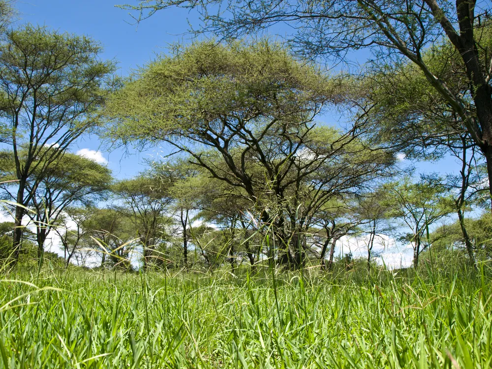 Acacia and long grass on the plains near the Ndabaka gate of the Serengeti
