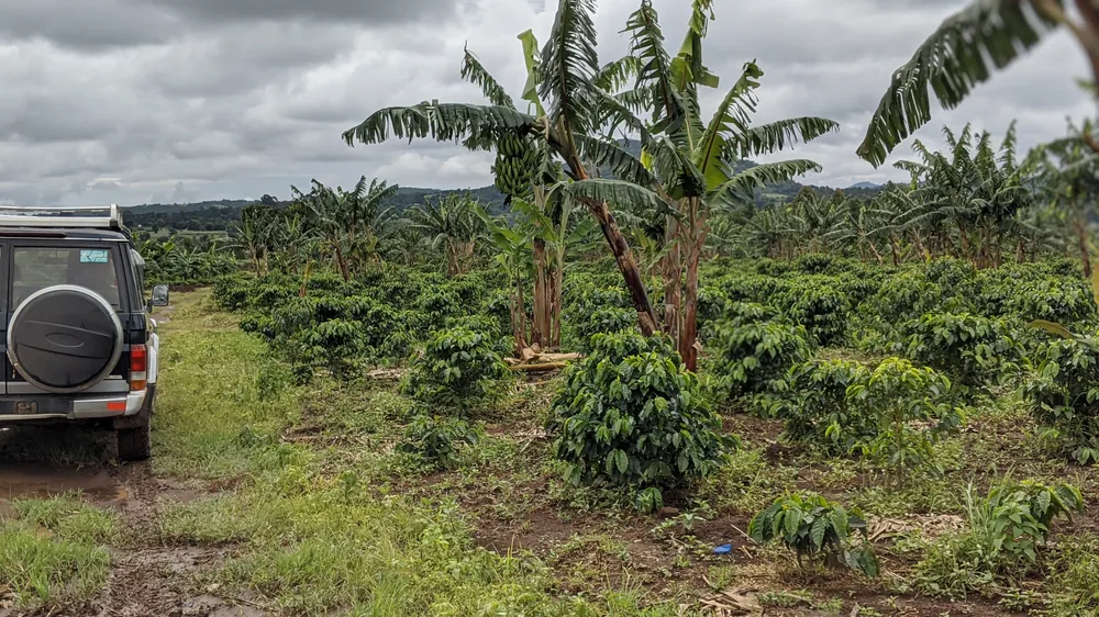 Banana and coffee smallholdings in Songwe Region