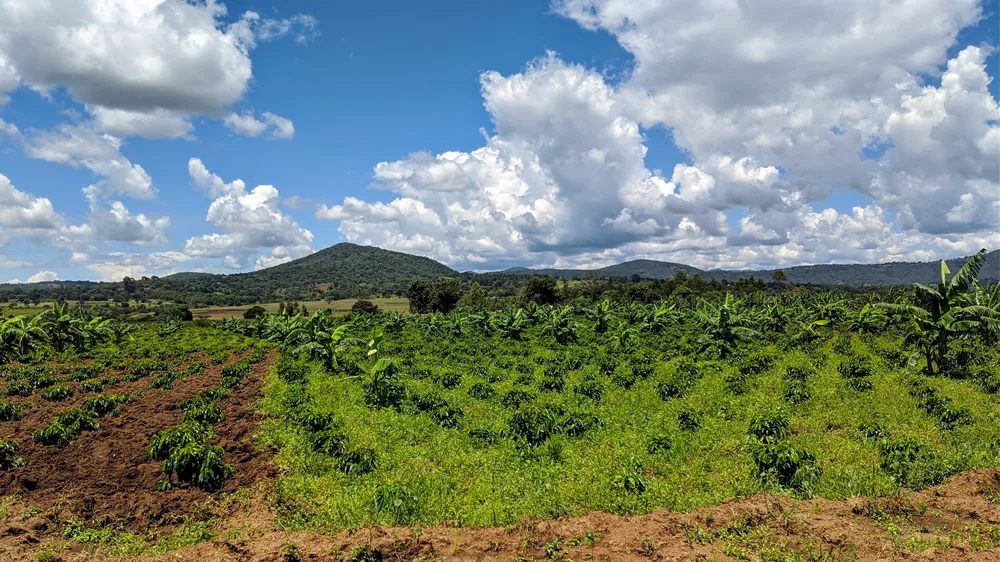 A coffee farm in the hills of Songwe Region
