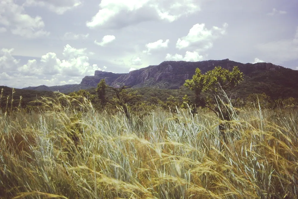 The rift valley escarpment above the Rukwa valley