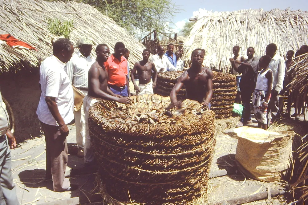 Dried fish packed in woven baskets for market in Rukwa Region