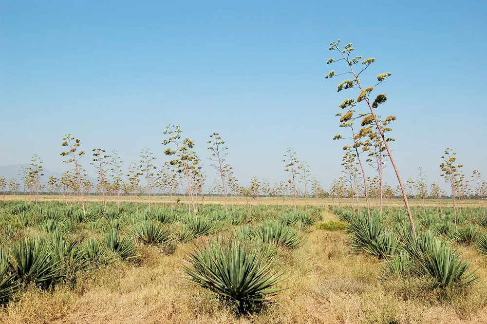 Sisal agave growing in rows on a Tanzanian estate